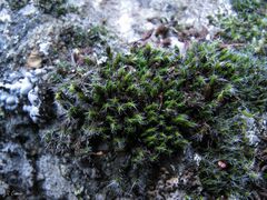 Grimmia lisae