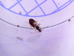 Oxypselaphus obscurus