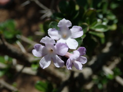 Duranta triacantha