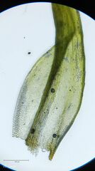 Grimmia lisae