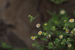 Perityle microglossa