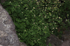 Perityle microglossa