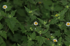 Perityle microglossa