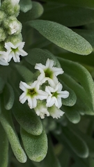 Tournefortia gnaphalodes