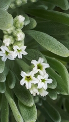 Tournefortia gnaphalodes