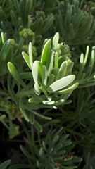 Tournefortia gnaphalodes