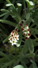 Tournefortia gnaphalodes