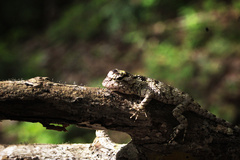 Sceloporus melanorhinus