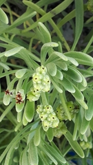 Tournefortia gnaphalodes