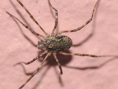 Dasylobus graniferus
