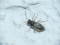 Brachycarenus tigrinus