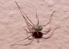Dasylobus graniferus