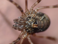 Dasylobus graniferus