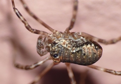 Dasylobus graniferus