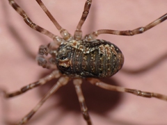 Dasylobus graniferus
