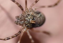 Dasylobus graniferus