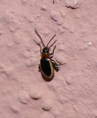 Longitarsus dorsalis