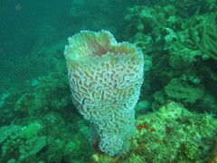 Callyspongia plicifera