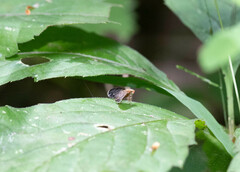 Eutreta noveboracensis