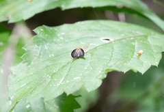 Eutreta noveboracensis