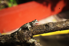 Sceloporus melanorhinus