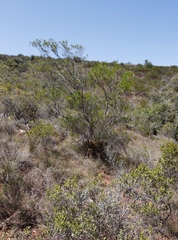 Dodonaea viscosa angustifolia