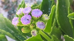 Ageratum maritimum