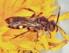 Nomada gracilis
