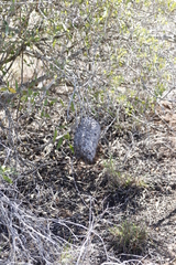 Crematogaster peringueyi