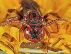 Nomada gracilis