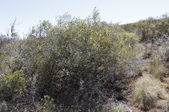 Olea europaea cuspidata