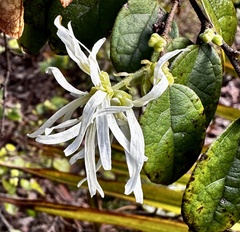 Loropetalum chinense