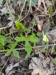Ranunculus recurvatus