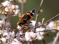 Vanessa atalanta