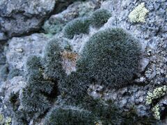 Grimmia