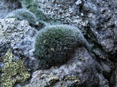 Grimmia