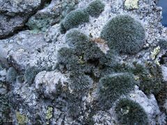 Grimmia