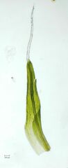 Grimmia