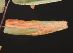 Phytoliriomyza felti