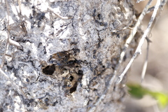 Crematogaster peringueyi