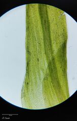Grimmia