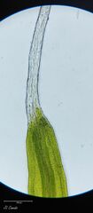 Grimmia