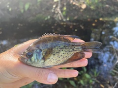 Centrarchus macropterus