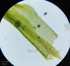 Grimmia