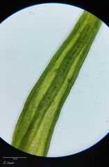 Grimmia
