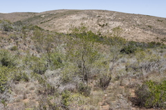 Dodonaea viscosa angustifolia