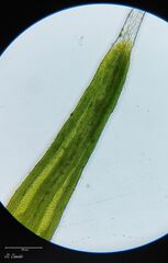 Grimmia