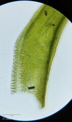 Grimmia