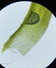 Grimmia