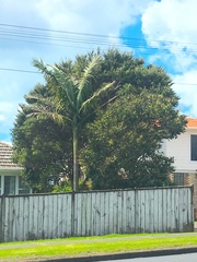 Archontophoenix